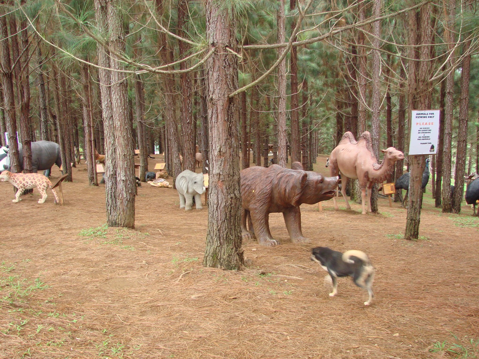 The golden zoobilee festivities kick off in may with a lineup of activities to come. Cagayan de Oro The City of Golden Friendship Forest Park Home of
