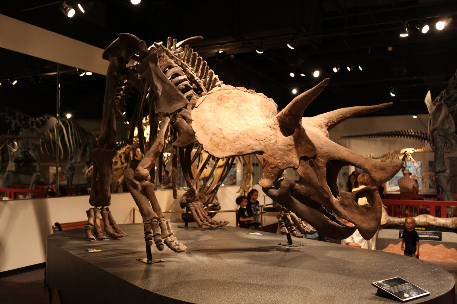 This was a time of huge volcanoes and dinosaurs. i heart mesa. The Arizona Museum of Natural History