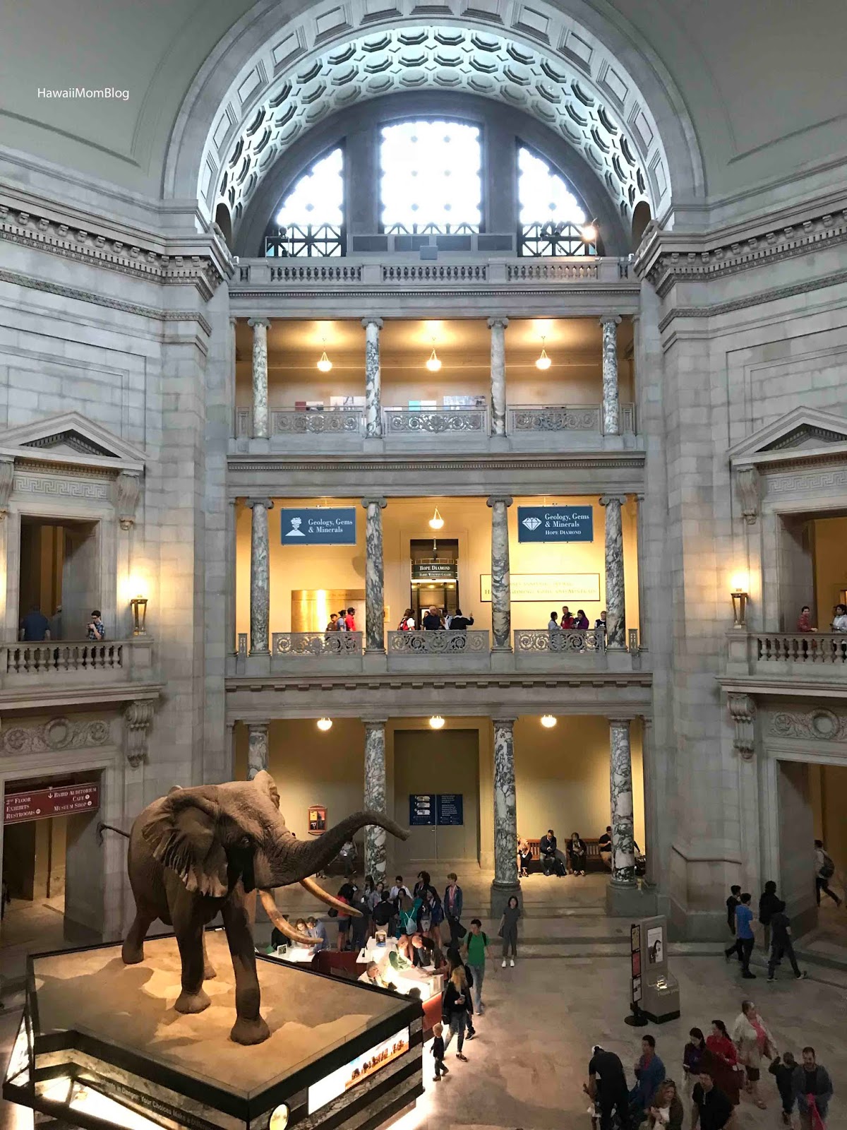 How a whale skull at the smithsonian became a beacon. Hawaii Mom Blog Visit DC Smithsonian's National Museum of Natural History