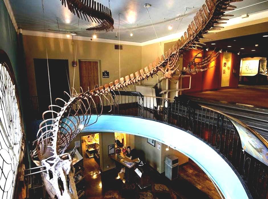 Web the kansas city museum will reopen to the public on oct. University Of Kansas Natural History Museum Kansas Museum Of Natural