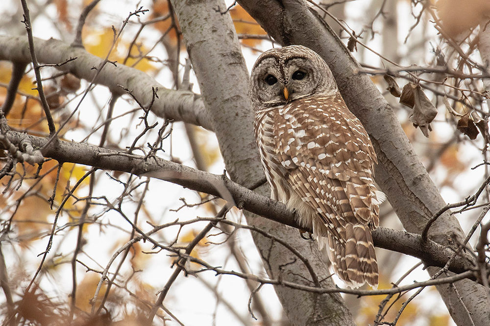 As of the seventh of. A December of Owls Central Park